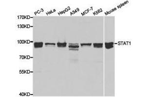 Western Blotting (WB) image for anti-Signal Transducer and Activator of Transcription 1, 91kDa (STAT1) antibody (ABIN1874962) (STAT1 抗体)