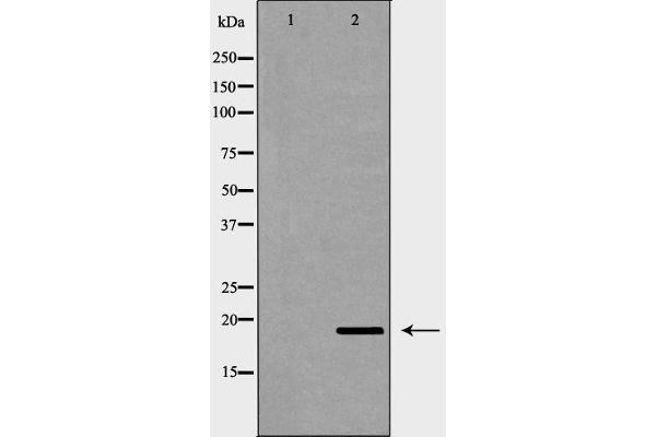 PTGES3 抗体  (C-Term)