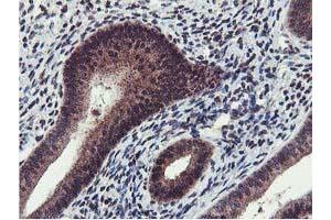 Image no. 4 for anti-Cystatin SA (CST2) antibody (ABIN1497759) (CST2 抗体)