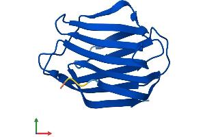 AlphaFold protein structure predicition of Human Recombinant LGALS2 Protein, UniprotID P05162