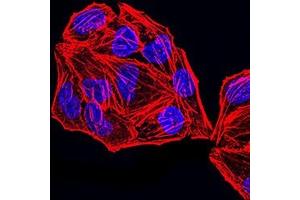 Immunofluorescence (IF) image for anti-Mismatch Repair Protein 2 (MSH2) (AA 442-586) antibody (ABIN7193508)