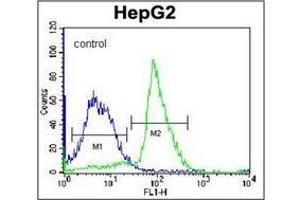 Flow cytometric analysis of K562 cells using PON2 Antibody (N-term) Cat. (PON2 抗体  (N-Term))
