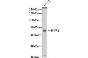 Western Blotting (WB) image for anti-Tumor Necrosis Factor Receptor Superfamily, Member 1B (TNFRSF1B) antibody (ABIN7255447)