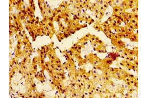 Immunohistochemistry of paraffin-embedded human adrenal gland tissue using ABIN7161453 at dilution of 1:100 (NTSR2 抗体  (AA 359-410))
