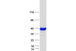 Western Blotting (WB) image for Growth Arrest-Specific 7 (GAS7) (Transcript Variant A) protein (Myc-DYKDDDDK Tag) (ABIN2721703)
