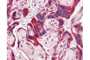 Anti-IDS antibody IHC of human placenta. (IDS 抗体  (AA 440-451))