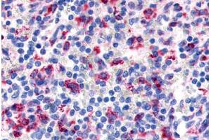 Anti-EMR3 antibody  ABIN1048552 IHC staining of human sleen, lymphocytes. (EMR3 抗体  (N-Term))