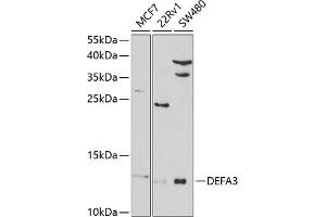 Western blot analysis of extracts of various cell lines, using DEF antibody (ABIN6131989, ABIN6139524, ABIN6139525 and ABIN6220973) at 1:1000 dilution. (DEFa3 抗体  (AA 20-94))