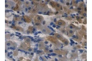 DAB staining on IHC-P; Samples: Human Stomach Tissue (RNASE3 抗体  (AA 30-154))