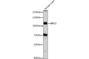 Western blot analysis of extracts of mouse brian, using BRD2 antibody (ABIN7265939) at 1:1000 dilution. (BRD2 抗体  (AA 1-100))