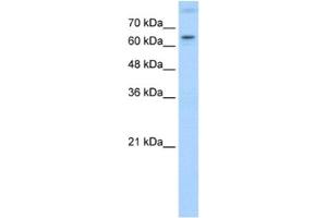 Western Blotting (WB) image for anti-RAR-Related Orphan Receptor A (RORA) antibody (ABIN2462862) (RORA 抗体)