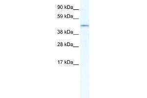 WB Suggested Anti-IRX3 Antibody Titration:  5. (IRX3 抗体  (N-Term))