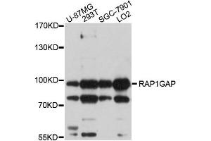 Western blot analysis of extracts of various cells, using RAP1GAP antibody. (RAP1GAP 抗体)