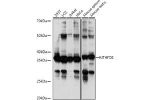 Western blot analysis of extracts of various cell lines, using MTHFD2 antibody (ABIN6132367, ABIN6144144, ABIN6144145 and ABIN6214625) at 1:1000 dilution. (MTHFD2 抗体  (AA 40-250))