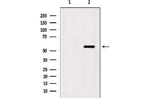 Western blot analysis of extracts from mouse spleen, using SKAP2 antibody. (SKAP2 抗体  (C-Term))