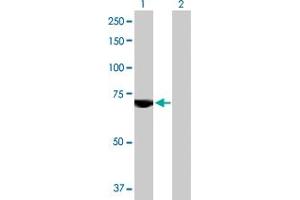 Western Blot analysis of USP2 expression in transfected 293T cell line by USP2 MaxPab polyclonal antibody. (USP2 抗体  (AA 1-605))