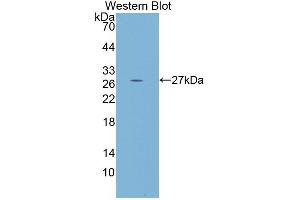Western blot analysis of the recombinant protein. (PCDHb2 抗体  (AA 54-291))