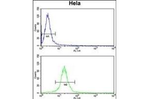Flow Cytometry (FACS) image for anti-Tu Translation Elongation Factor, Mitochondrial (Tufm) (AA 75-104), (N-Term) antibody (ABIN389459)