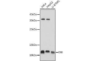 Western blot analysis of extracts of various cell lines, using DBI antibody (ABIN6127407, ABIN6139420, ABIN6139422 and ABIN6217234) at 1:1000 dilution. (Diazepam Binding Inhibitor 抗体  (AA 1-114))