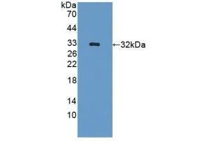Detection of Recombinant GLRX3, Mouse using Polyclonal Antibody to Glutaredoxin 3 (GLRX3) (GLRX3 抗体  (AA 73-320))