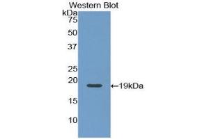 Western Blotting (WB) image for anti-Angiopoietin 1 (ANGPT1) (AA 284-452) antibody (ABIN1857989) (Angiopoietin 1 抗体  (AA 284-452))