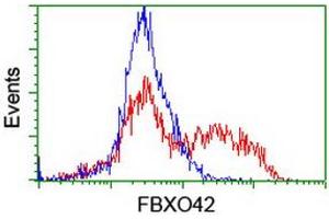 Image no. 2 for anti-F-Box Protein 42 (FBXO42) (AA 356-717) antibody (ABIN1491450) (FBXO42 抗体  (AA 356-717))