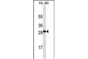 TNFSF4 antibody ABIN658920 western blot analysis in HL-60 cell line lysates (35 μg/lane). (TNFSF4 抗体  (AA 97-125))