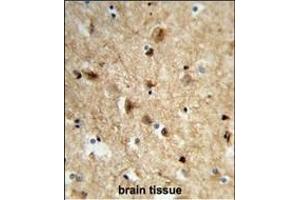 Formalin-fixed and paraffin-embedded human brain tissue reacted with NEURL Antibody (Center), which was peroxidase-conjugated to the secondary antibody, followed by DAB staining. (NEURL 抗体  (AA 158-186))