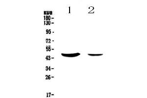 Western blot analysis of MUC7 using anti-MUC7 antibody . (MUC7 抗体)