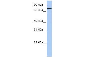 WB Suggested Anti-MFN2 Antibody Titration:  0. (MFN2 抗体  (N-Term))