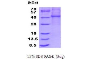 KLHDC8B Protein (AA 1-354) (His tag)