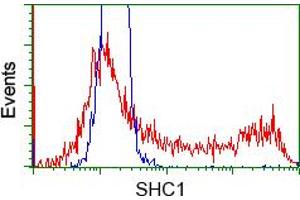 HEK293T cells transfected with either pCMV6-ENTRY SHC1 (RC204362) (Red) or empty vector control plasmid (Blue) were immunostained with anti-SHC1 mouse monoclonal (ABIN2453640), and then analyzed by flow cytometry. (SHC1 抗体)
