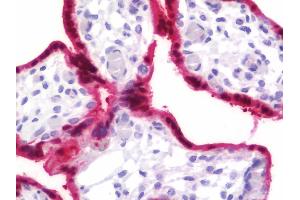 Anti-BPGM antibody IHC staining of human placenta. (BPGM 抗体  (AA 1-246))