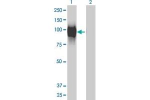 Western Blot analysis of GALNT6 expression in transfected 293T cell line by GALNT6 monoclonal antibody (M01), clone 4C10. (GALNT6 抗体  (AA 523-622))
