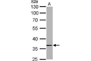 WB Image TMEM59 antibody detects TMEM59 protein by Western blot analysis. (TMEM59 抗体)
