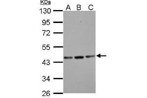 WB Image Sample (30 ug of whole cell lysate) A: NIH-3T3 B: JC C: BCL-1 10% SDS PAGE antibody diluted at 1:1000 (Actin, gamma 1 抗体  (N-Term))