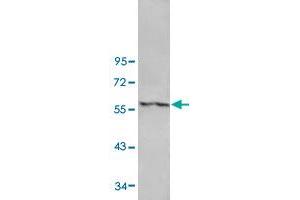 Western blot analysis of human fetal lung tissue lysate with ANGPT4 polyclonal antibody  at 1:500 dilution. (Angiopoietin 4 抗体)