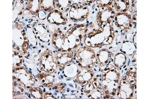 Immunohistochemical staining of paraffin-embedded Kidney tissue using anti-PSMC3 mouse monoclonal antibody. (PSMC3 抗体)