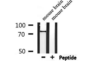 Western blot analysis of extracts from mouse  brain, using FZD3 Antibody. (FZD3 抗体  (Internal Region))