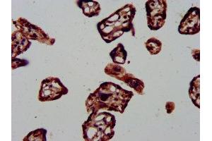 IHC image of ABIN7150492 diluted at 1:1000 and staining in paraffin-embedded human placenta tissue performed on a Leica BondTM system. (DNAJA1 抗体  (AA 8-106))