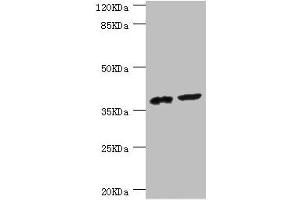 Western blot All lanes: DEDD antibody at 0. (DEDD 抗体  (AA 1-318))