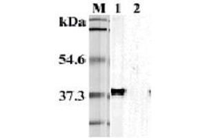 Western blot analysis using anti-TIM-3 (mouse), mAb (TI 339H)  at 1:5'000 dilution. (TIM3 抗体)