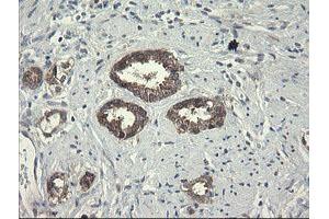 Image no. 2 for anti-Polymerase (RNA) III (DNA Directed) Polypeptide C (62kD) (POLR3C) antibody (ABIN1500340) (POLR3C 抗体)