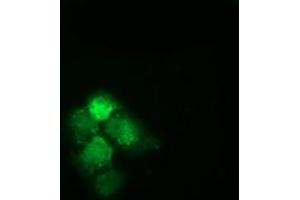 Anti-HSPA6 mouse monoclonal antibody (ABIN2453154) immunofluorescent staining of COS7 cells transiently transfected by pCMV6-ENTRY HSPA6 (RC207795). (HSPA6 抗体)
