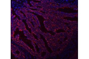 IF analysis of Asparagine synthetase/ASNS using anti-Asparagine synthetase/ASNS antibody (ABIN7599465).