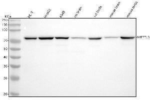 Western blot analysis of METTL3 using anti-METTL3 antibody (ABIN7605547).
