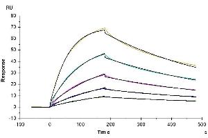 Surface Plasmon Resonance (SPR) image for Interferon alpha (IFNA) (AA 27-243) protein (His tag) (ABIN7274844)
