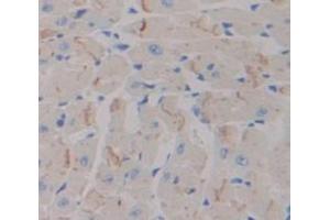 IHC-P analysis of Mouse Tissue, with DAB staining. (Neuropilin 1 抗体  (AA 27-141))