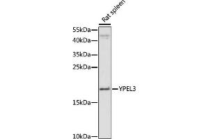 Western blot analysis of extracts of rat spleen, using YPEL3 antibody (ABIN7271421) at 1:1000 dilution. (YPEL3 抗体  (AA 1-119))