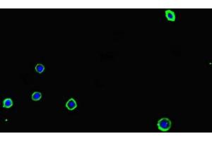 Immunofluorescent analysis of MCF-7 cells using ABIN7143303 at dilution of 1:100 and Alexa Fluor 488-congugated AffiniPure Goat Anti-Rabbit IgG(H+L) (Adenosine A2a Receptor 抗体  (AA 291-412))